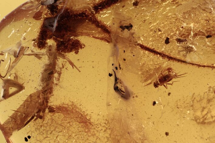 Fossil Mites, Fly, and Bristletail In Baltic Amber #272121